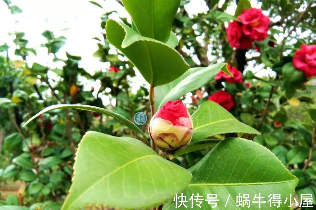 黄叶|茶花秋冬有“4怕”,难怪黄叶又掉“花苞”,避开今年还能开大花