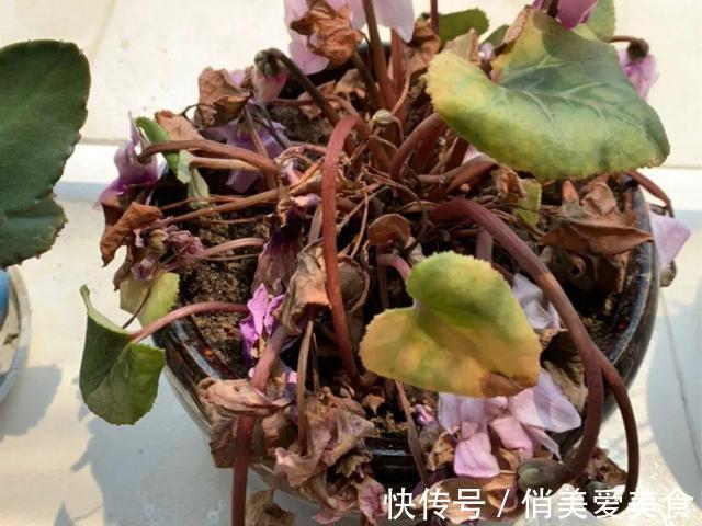 高温|10种花要控水,天热反而不能浇,一浇水就死