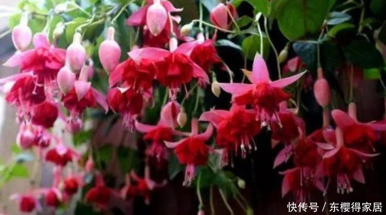 3款艳美的花卉,花大色艳花期长,盛开时繁花似锦,花色美轮美奂