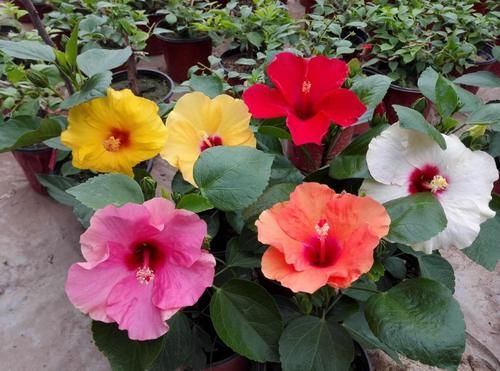 门前养花，选这“4款”就该“贱养”，少管点枝叶旺、开花勤