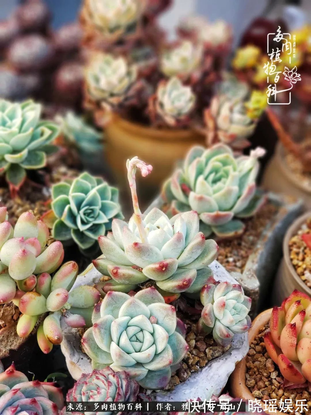 万圣节|养多肉六年,从痴迷到佛系,世事漫随流水,唯有喜爱永恒!