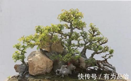 盆景各式各样,叫法各有不同,基础的13种式样,你见过几种