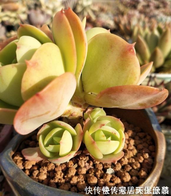 室内封闭阳台，买多肉要注意，带桩子的不要买，养不好