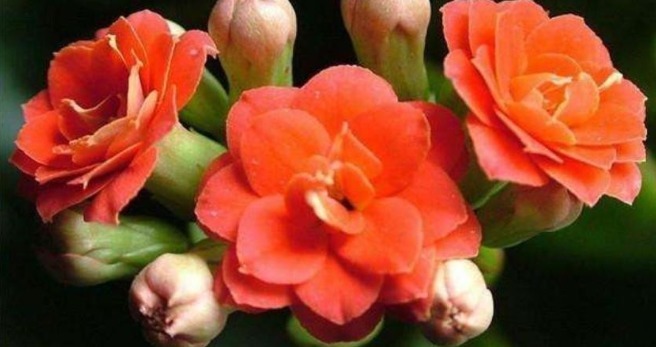 长寿花秋天怎么浇水学会一招，让长寿花秋天一样爆盆