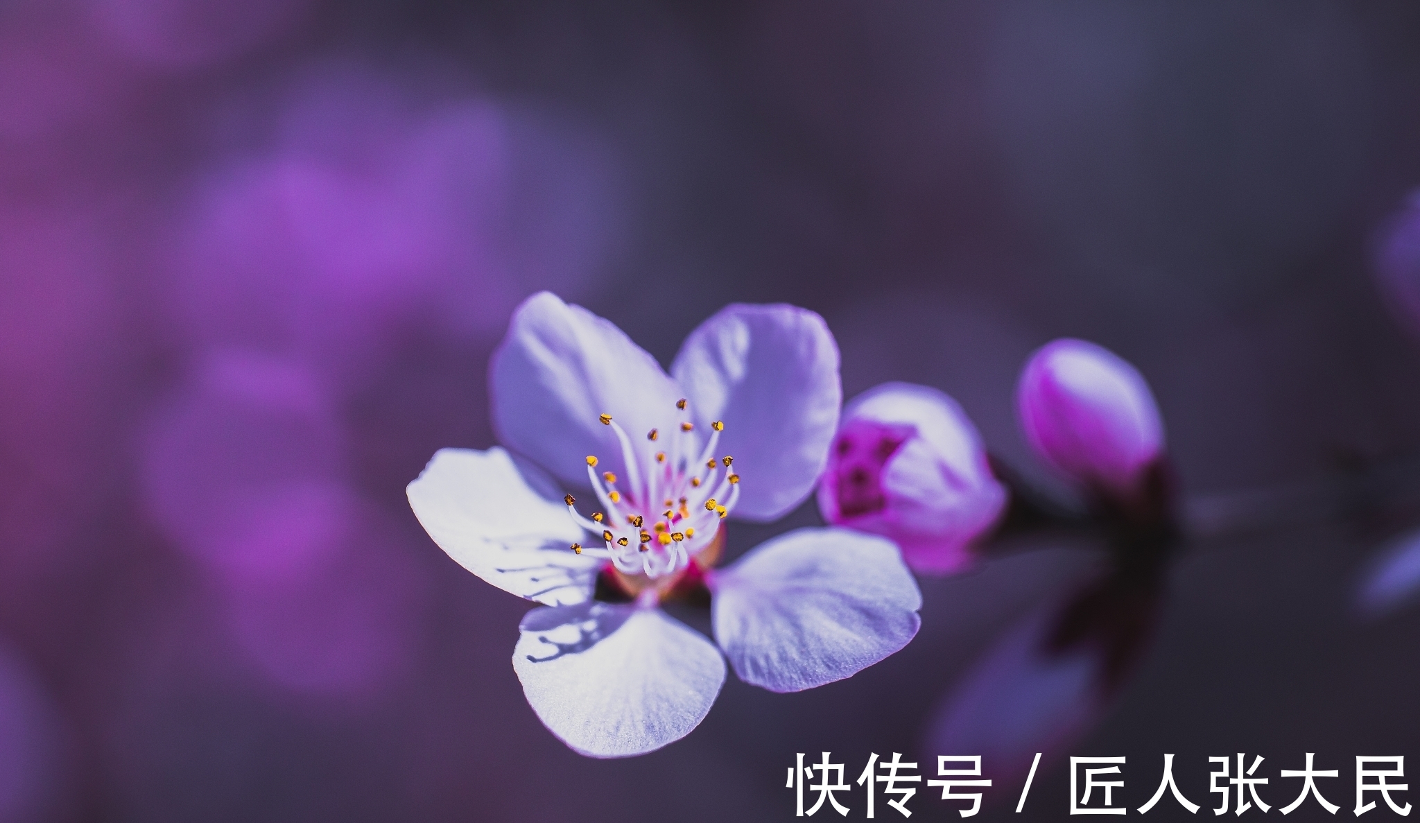 七绝&诗词欣赏/七绝.梅韵其二(附悬联并求对)