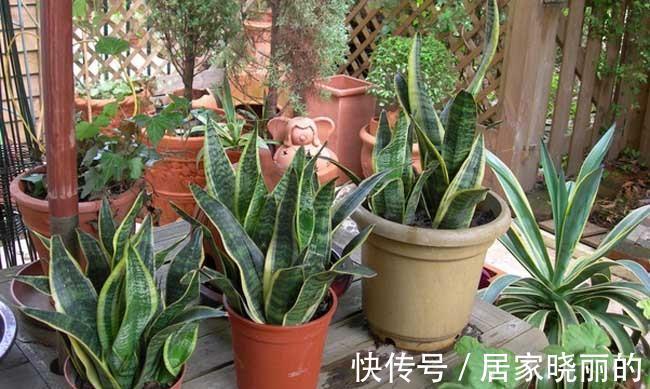 浇水|虎皮兰有“5怕”,难怪从不出新芽,越养越难看