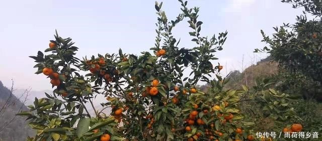 歙县的这个高山村子，满山的橘子随便吃，你知道是哪里吗