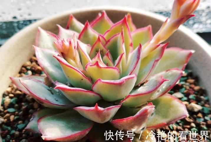 叶缘|月光女神——连名字都混掉的多肉，其实有颜值又好养，还容易缀化