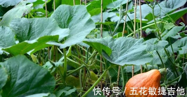 法-1|入秋后,茄子豆角不如它!成本不到2块钱,排毒清肠,滋阴养肾!