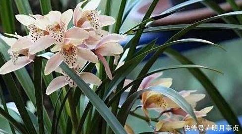 浇水|给兰花浇水,别碰3个“雷区”,一个不小心,叶子全黄、不开花