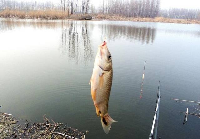 冬天想要钓到大鱼,你得学会这4个老钓手传下来的钓鱼技巧!