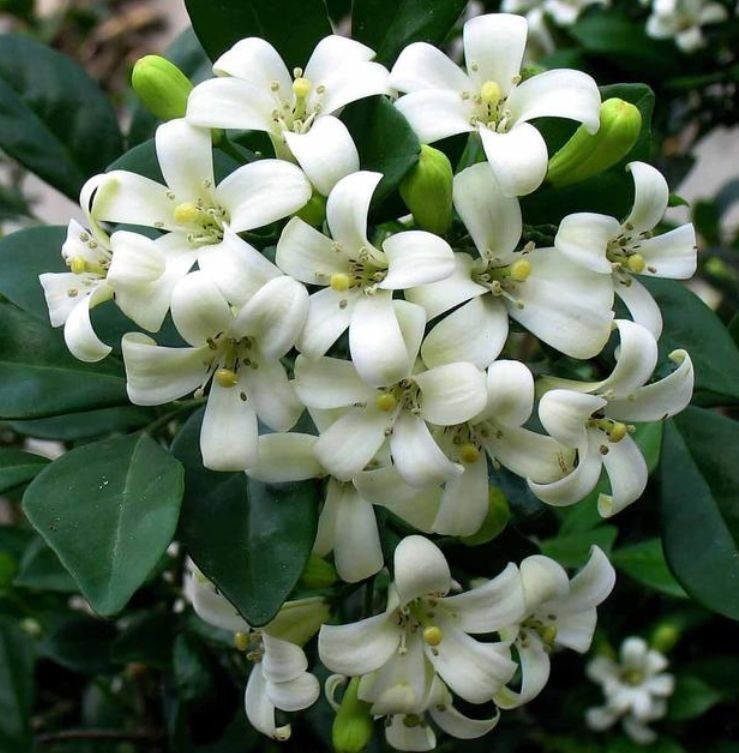 几种花常年开花易爆盆,开花多又美,人见人爱,开成小花园!