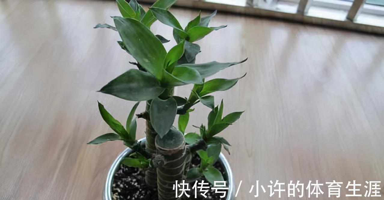 4种懒人专用盆栽,爱咋养就咋养,省时省心,就是死不了