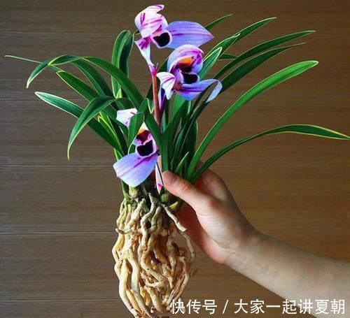 花色|此兰花曾经价格不菲,现在几块钱就能买一盆,花色罕见,值得入手