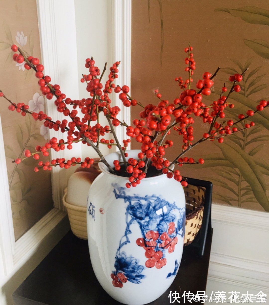 -30℃都不怕的“富贵树”,天越冷、果子越红,一挂就是大半年
