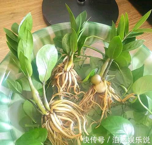 5种客厅“懒人花”,耐阴又耐旱,天天不管它,挤出满盆大笋芽
