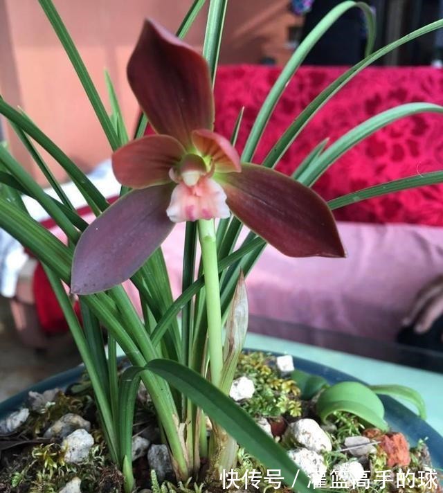 云南下山的这棵不起眼的兰草，后来成了“红素之首”，一起来看看！