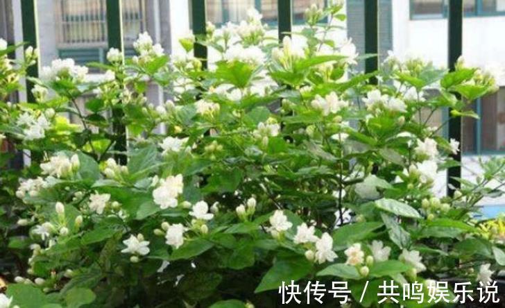 磷酸二氢钾|茉莉花还不开花赶紧做这一步,开花多一倍,满屋飘香