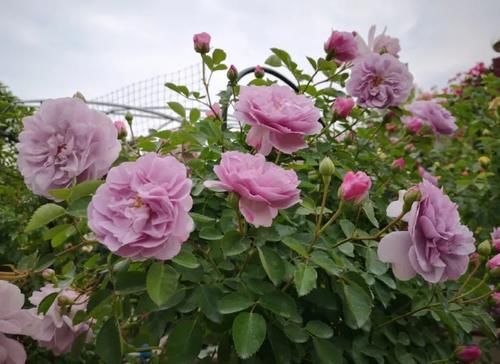 月季长满了花苞还能换盆吗？浇水来不及怎么办？