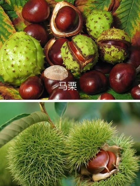 意大利满地都是栗子,看起来又大又多肉,为什么却只能当马饲料?