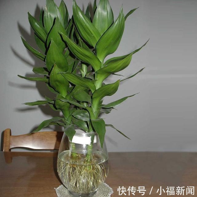 金钱树|这8盆花草特别好养活，放客厅寓意大吉，养好了保你财源广进！