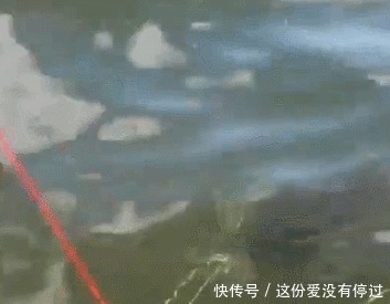 气球|煮熟的红薯做饵,气球为浮漂,放到大河中,钓获大鲤鱼,成本真低