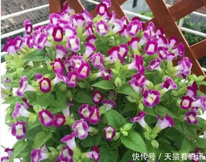 家里就养“2种花”,耐旱又耐晒,花开就爆盆,漂亮又好养!