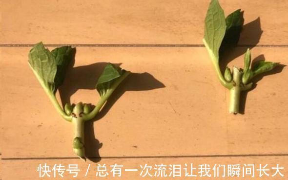 秋天6种花随便扦插都能活，生根发芽快，家里已经没空花盆啦