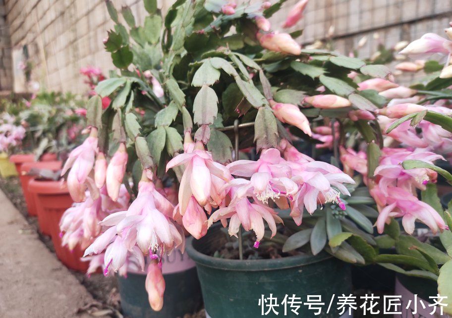 年后花市开门,赶紧去“捡漏”,这7种花,花低价就能买“好货”