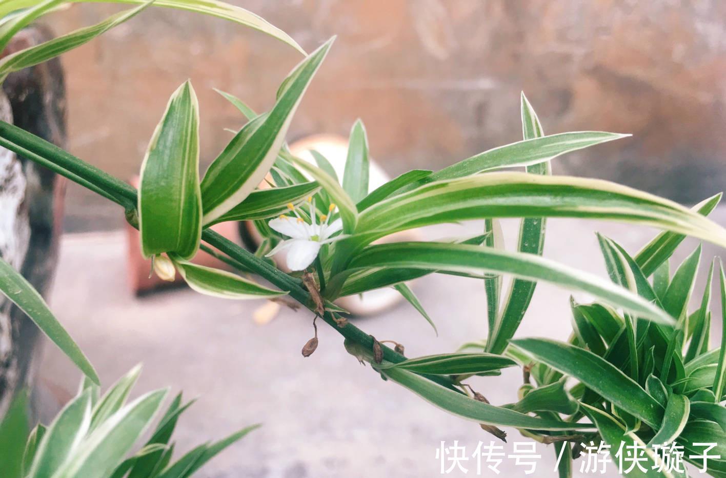 冬季|吊兰的冬季养护,有2点要注意,叶更绿更多更美观、郁郁葱葱