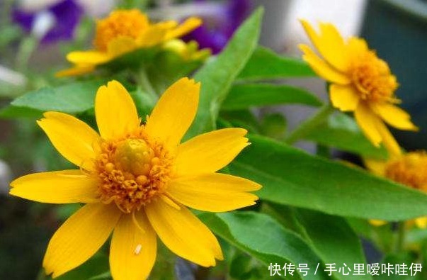 皇帝菊不好养抓住它的“小辫子”,花开上百朵,一开就是270天