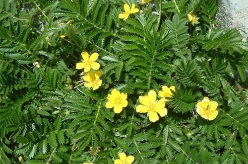 农村老农说野外有一种野草叫“天青地白”,作用可不少,是啥呢