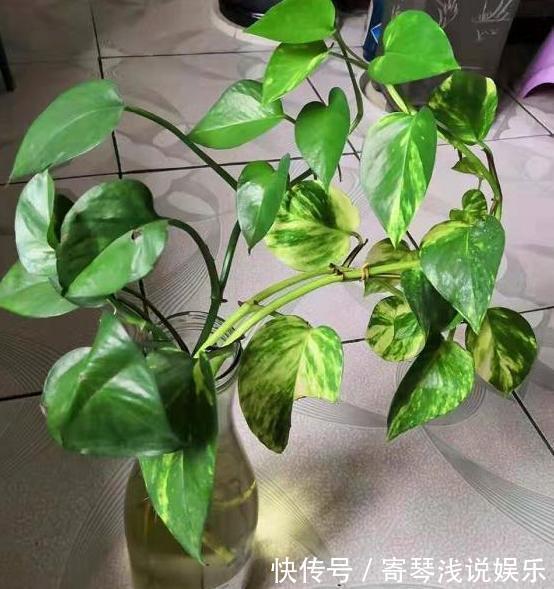 扦插绿萝：谨记这4步简单操作，生根速度快、爆盆效果好！