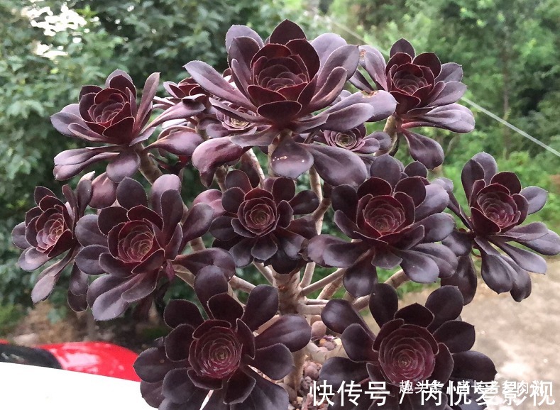 想把自己的法师多肉养成碗的形状?那必须得满足4个要求才行