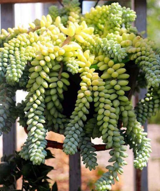 想要多肉瀑布就盆栽佛珠、紫玄月、玉缀，搁在窗台还能遮阴