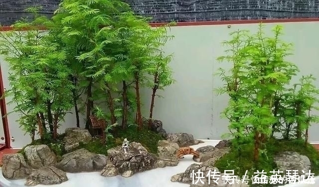 树桩|用石头盘子来养花,变成小盆景,价值能翻好几倍