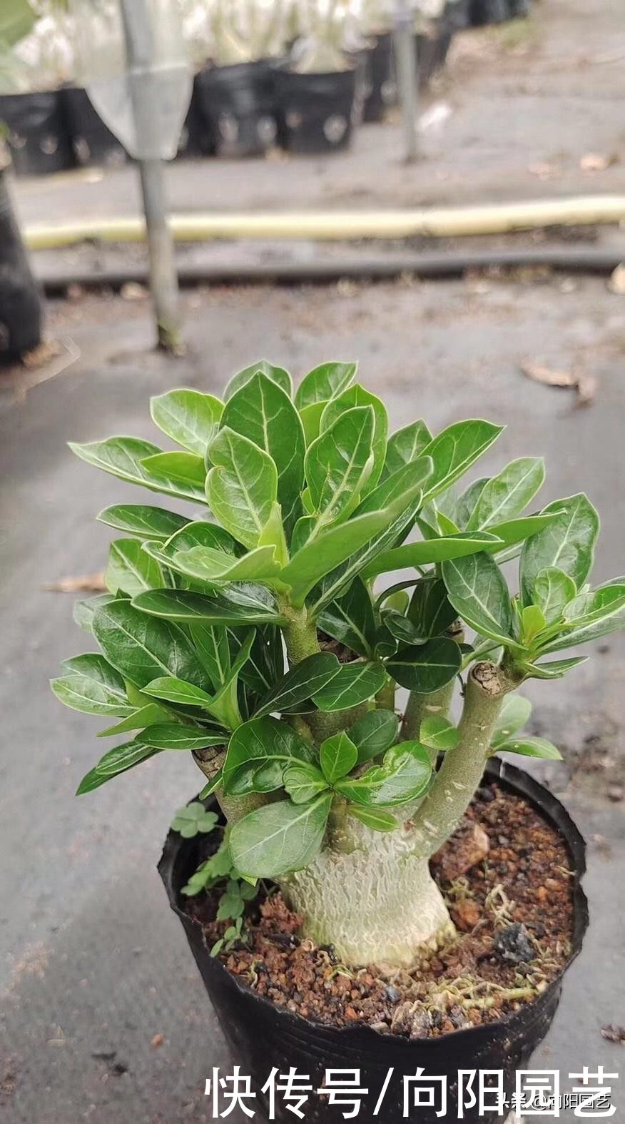 沙漠玫瑰|买了棵沙漠玫瑰,忘在了角落,2个月过去了,栽到盆里就发根