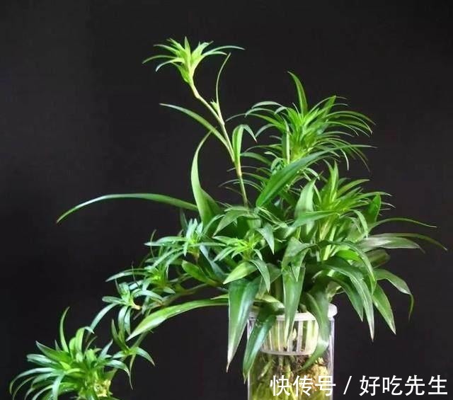 客厅|养这三种吊兰,美翻你的客厅,随便一插就能活,根本不用买!