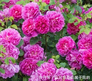 喜欢在家中养护花卉，就要选择花大色艳，花期长，美丽漂亮的花卉