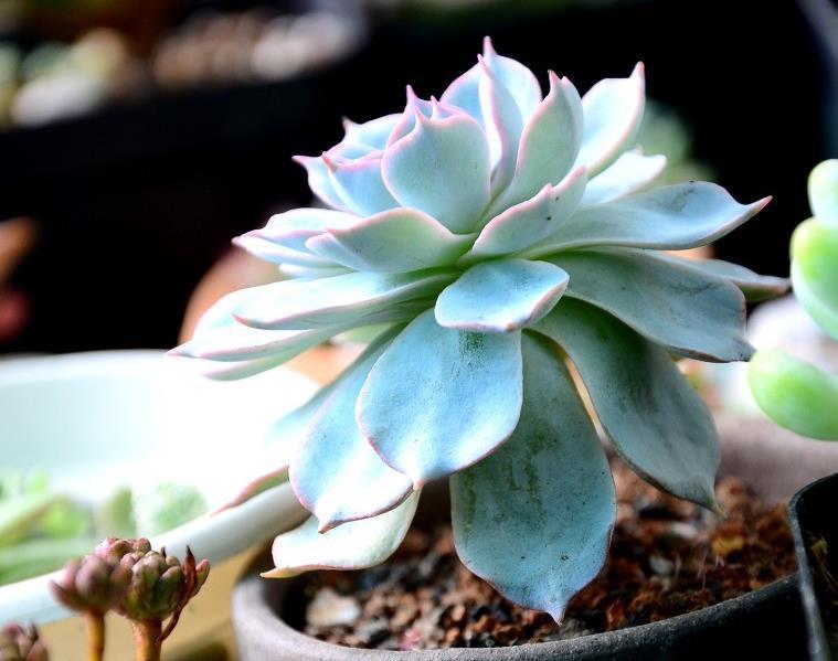 摘叶|总下雨,露天盆栽的多肉穿裙子了,砍头摘叶,扦插育苗可好?