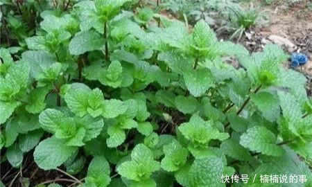 野外4种“野盆栽”,随便挖回家一棵,漂亮无比,省下买花钱