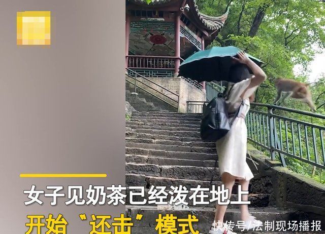 游客|女子景区内遇“泼猴”抢奶茶，崩溃怒吼:你以为你在这里了不起啊