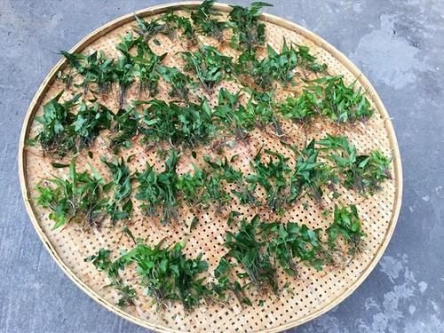 地黄瓜|人称“地黄瓜”，营养很高，用来包饺子是一绝，春季错过太可惜