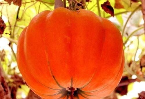 想身體好，離不開的食物，減肥消脂，活血養顏，誰吃誰更年輕