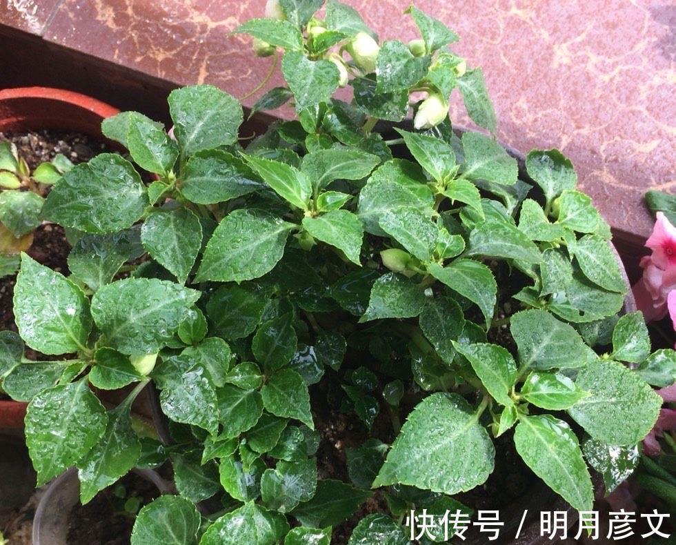 技巧|一种自带仙气的花,能扦插很好养,几点技巧让它长势好更多花