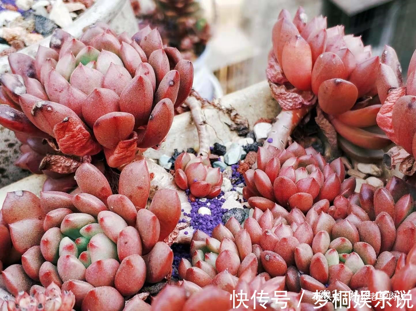 黑腐|养多肉7年,我的多肉夏天基本不会出现黑腐,来看看是怎么做到的