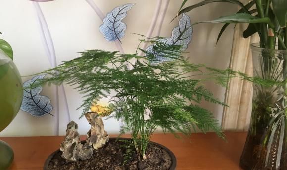 养盆最高雅的文竹,放在卧室里,每天喷点水,四季不黄叶