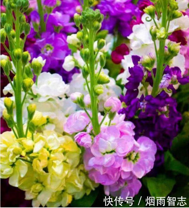 4种花入手不后悔，开花一串串，家里变成小花园