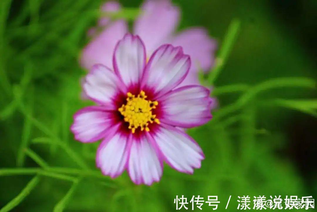 荆芥|7种花最干净,门口、窗台放一盆,蚊虫不敢靠近!