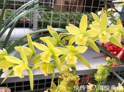 比翡翠还绿的兰花，花色多变，香味持久，种植容易，是养兰人首选